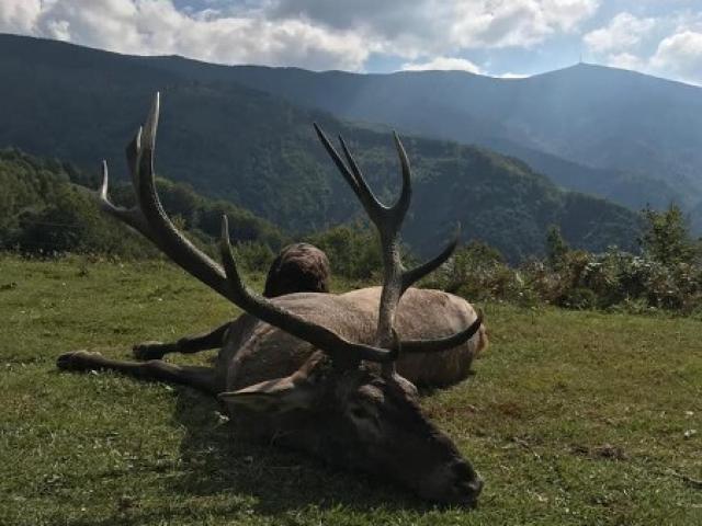 Chasse gros gibiers