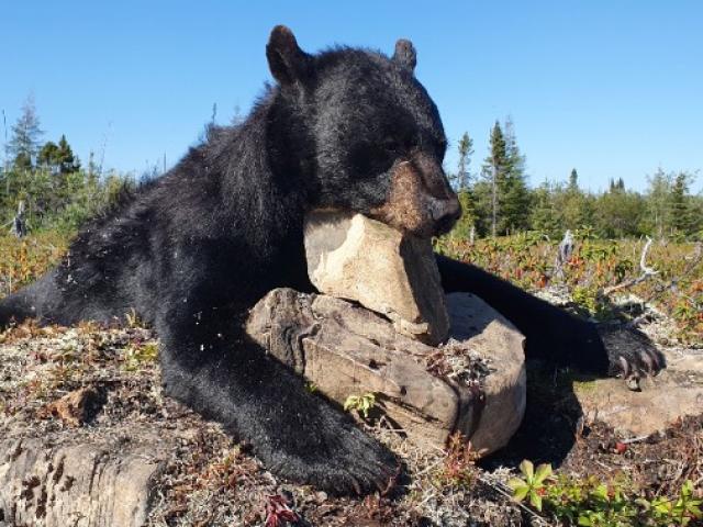 Canada - Ours Noir