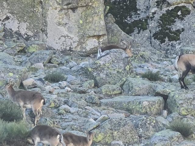 Espagne - Bouquetin Ibérique Ibex de Gredos