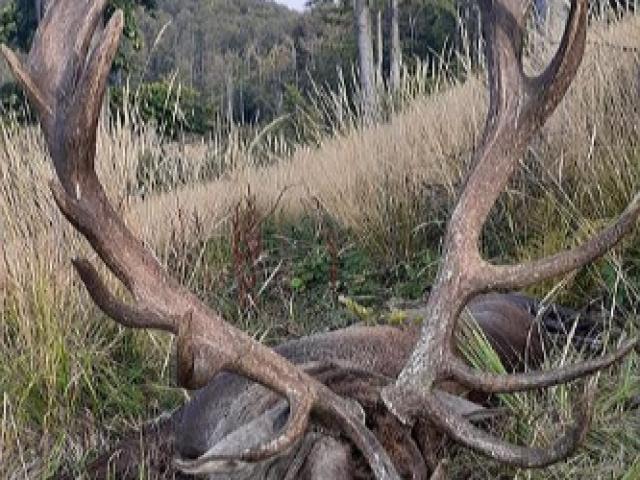 Roumanie - Brame du Cerf