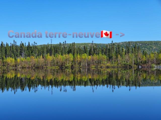 Canada - Ours Noir