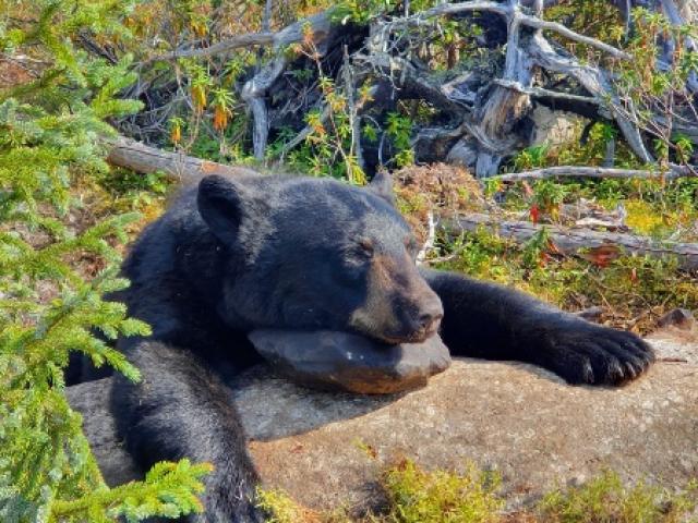 Canada - Ours Noir