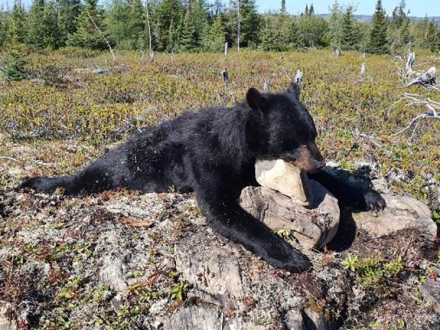 Canada - Ours Noir